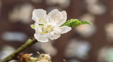 أجمل لقطات تيت.. عدسة هواوي ميت إكس 7 توثق احتفالات فيتنام بالعام القمري الجديد